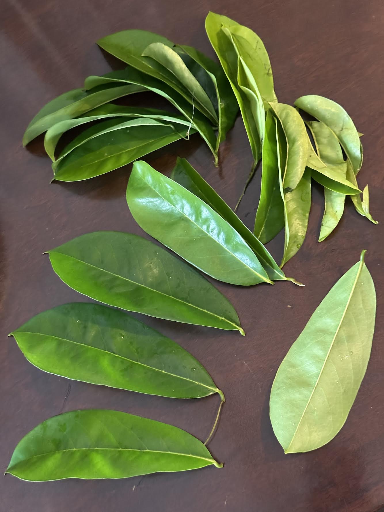 Organic Soursop Leaves (24) Fresh Clean In Pristine Conditions