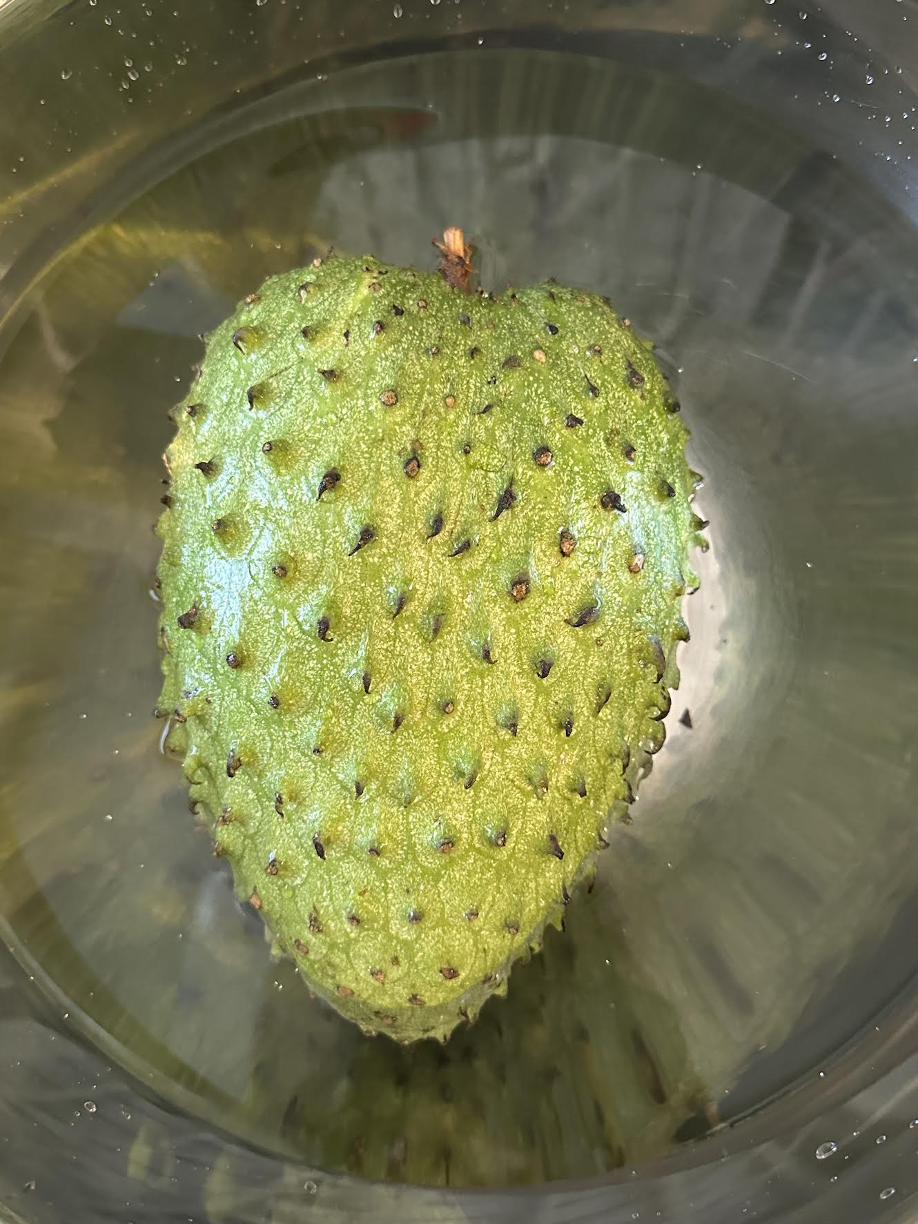 5 Lbs Organic Soursop Fruit Fresh 1 to 5 Guanabana Fruits