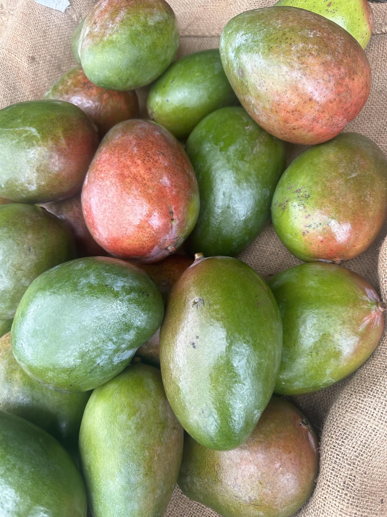 3 Lbs Organic Mango Fruit Fresh Large Bright Red And Green Fruits