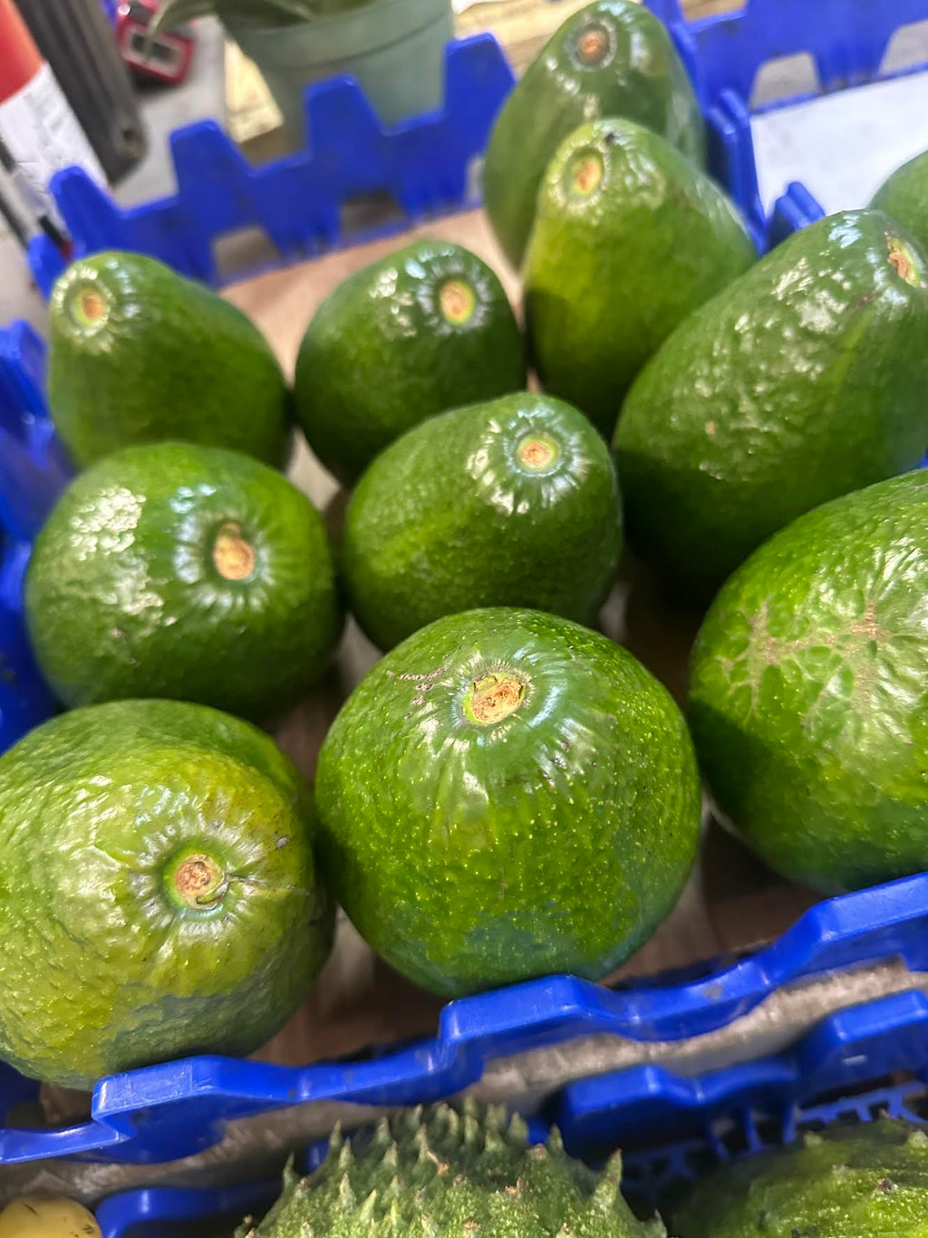Large Ripe Avocado 12 Lbs Organic Avocado Fruit Fresh Large Avocados – HOLISTIC ORGANIC FARM