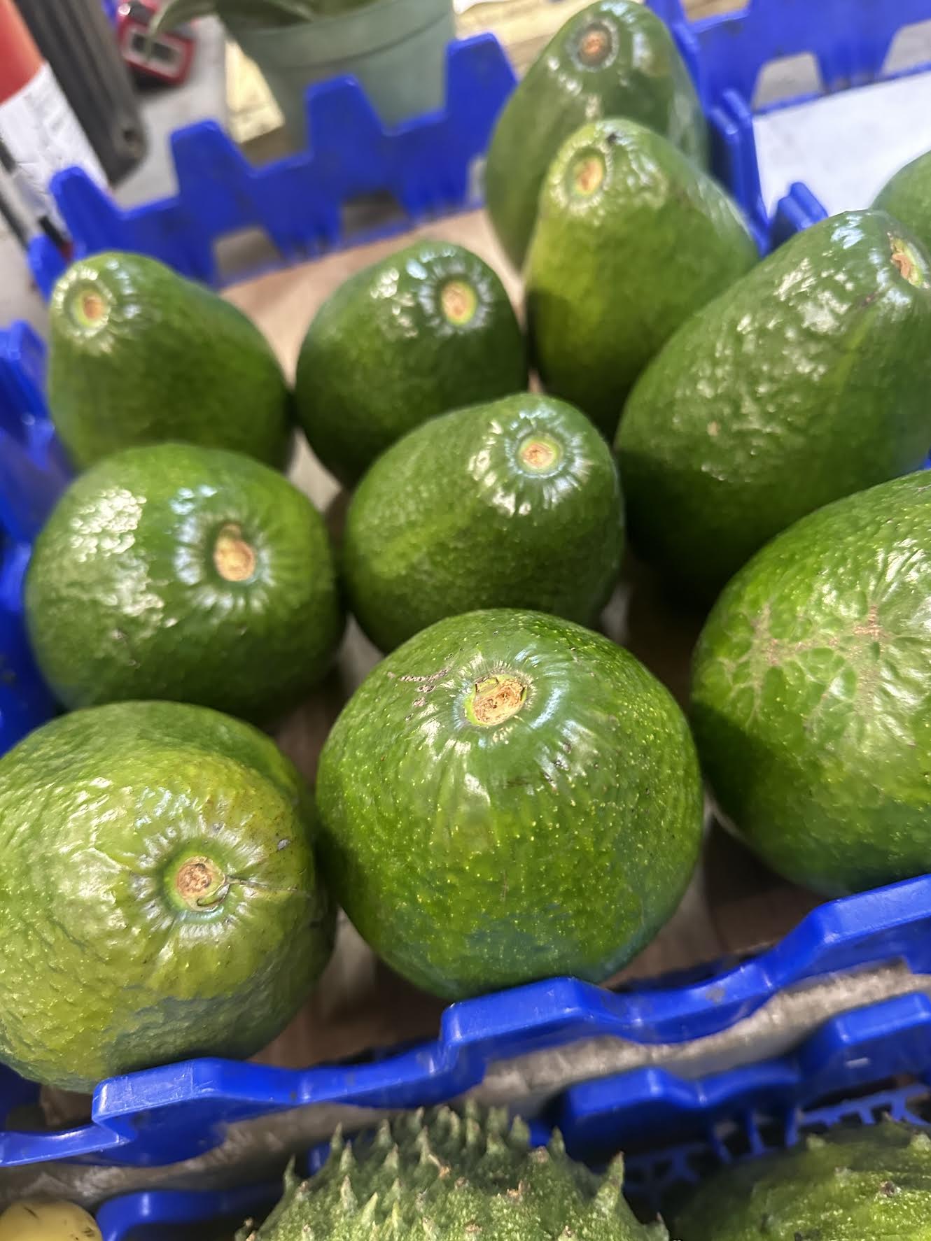 6 Lbs Organic Avocado Fruit Fresh Large Avocados