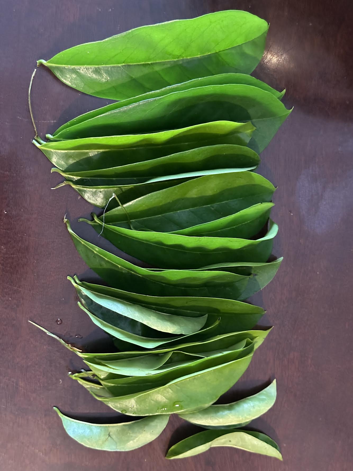 Organic Soursop Leaves (24) Fresh Clean In Pristine Conditions