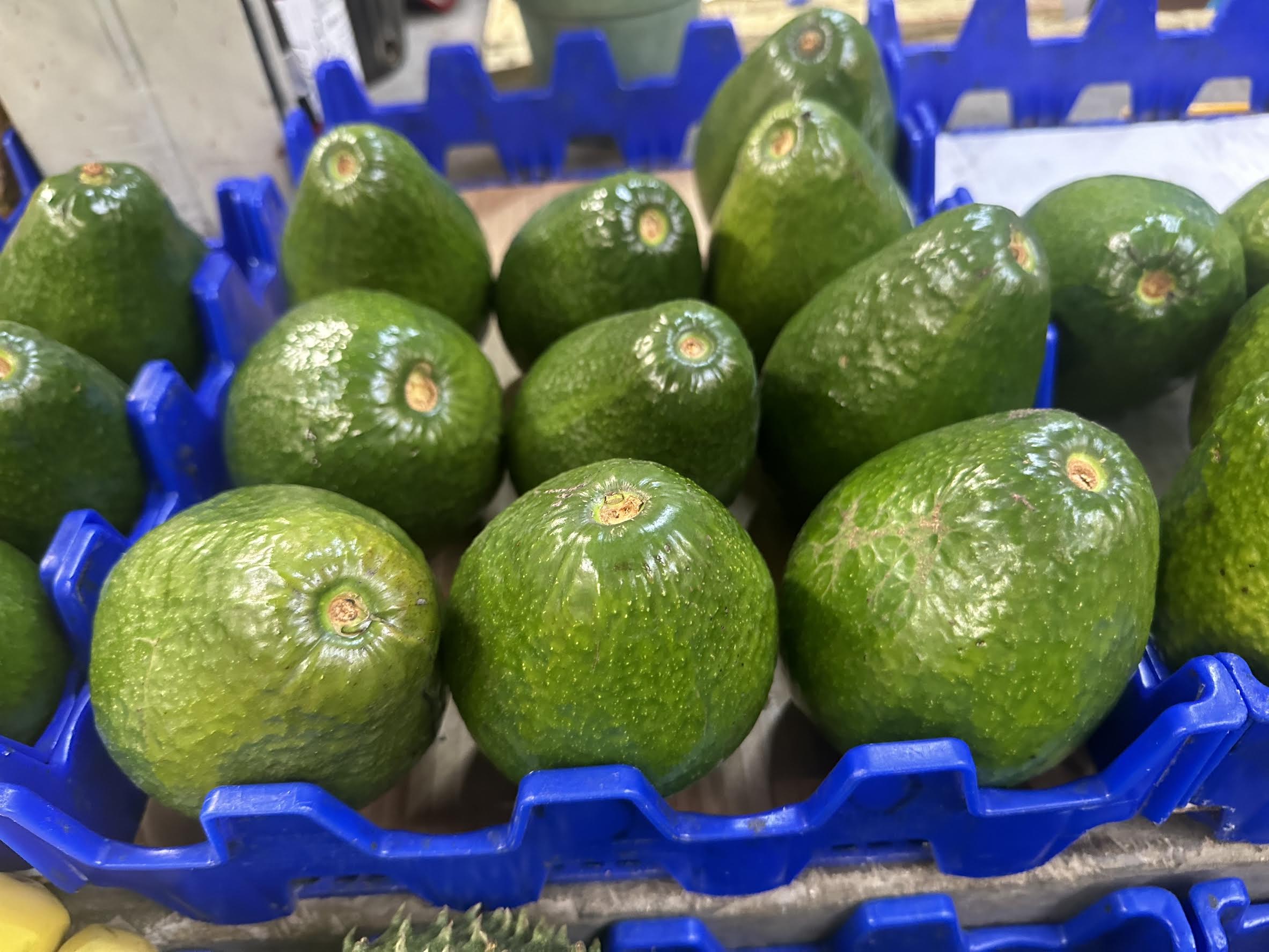 6 Lbs Organic Avocado Fruit Fresh Large Avocados
