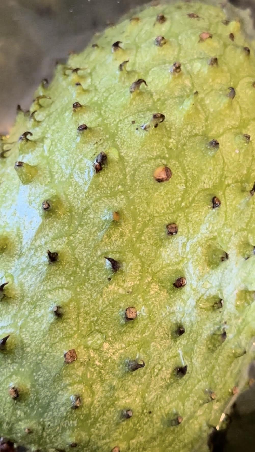 5 Lbs Organic Soursop Fruit Fresh 1 to 5 Guanabana Fruits