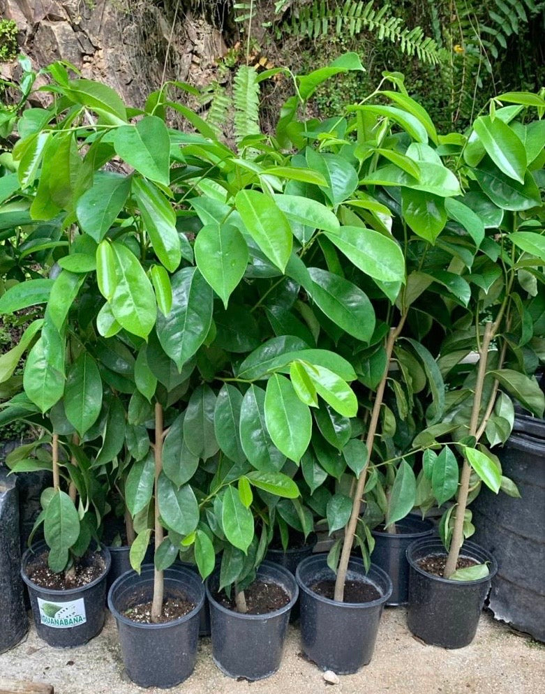 Soursop Tree 2 to 3 Feet Tall Organic Annona muricata Healthy Plants With Strong Tree Trunk