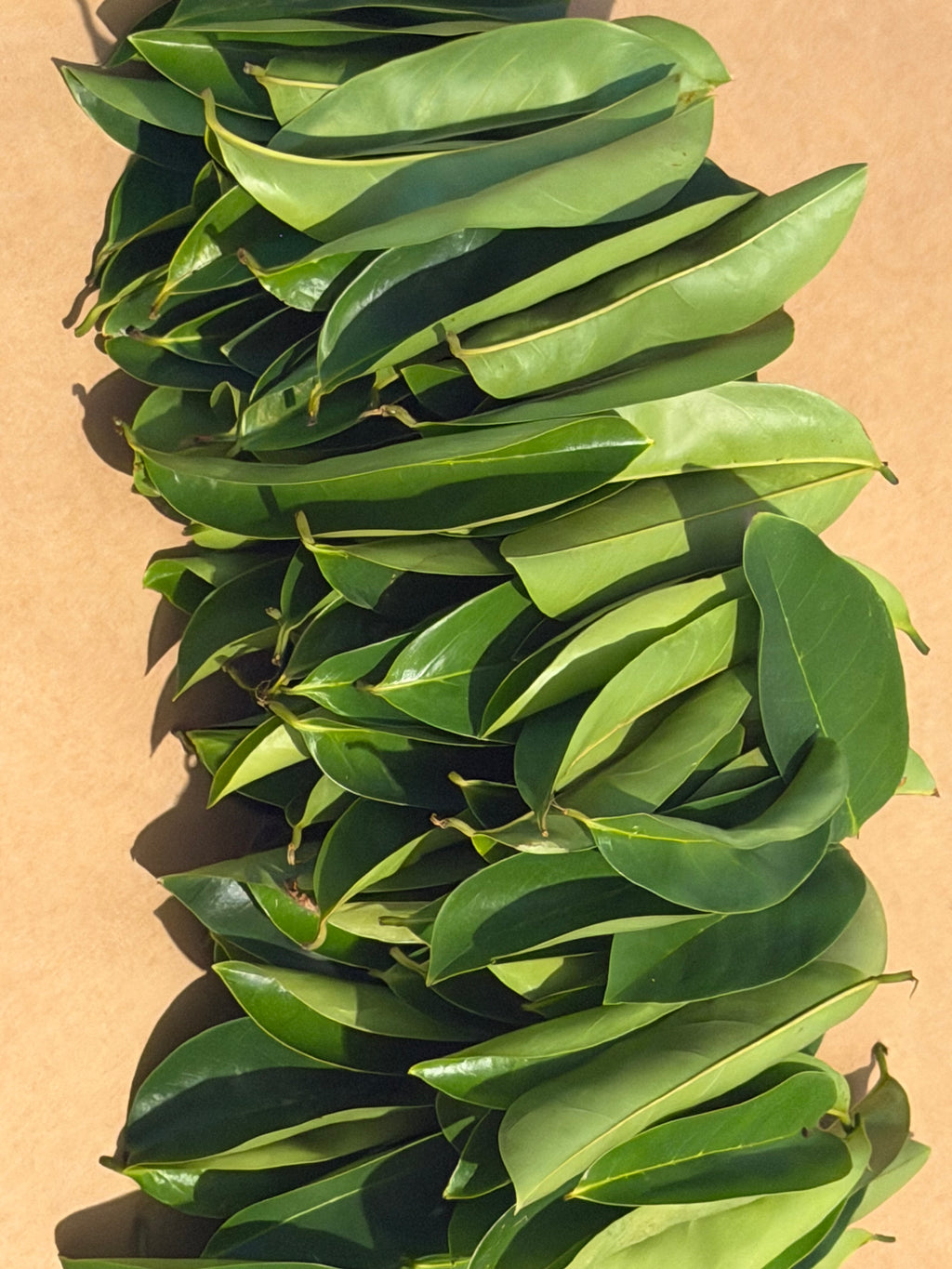 Organic Soursop Leaves (120) Fresh Clean In Pristine Conditions