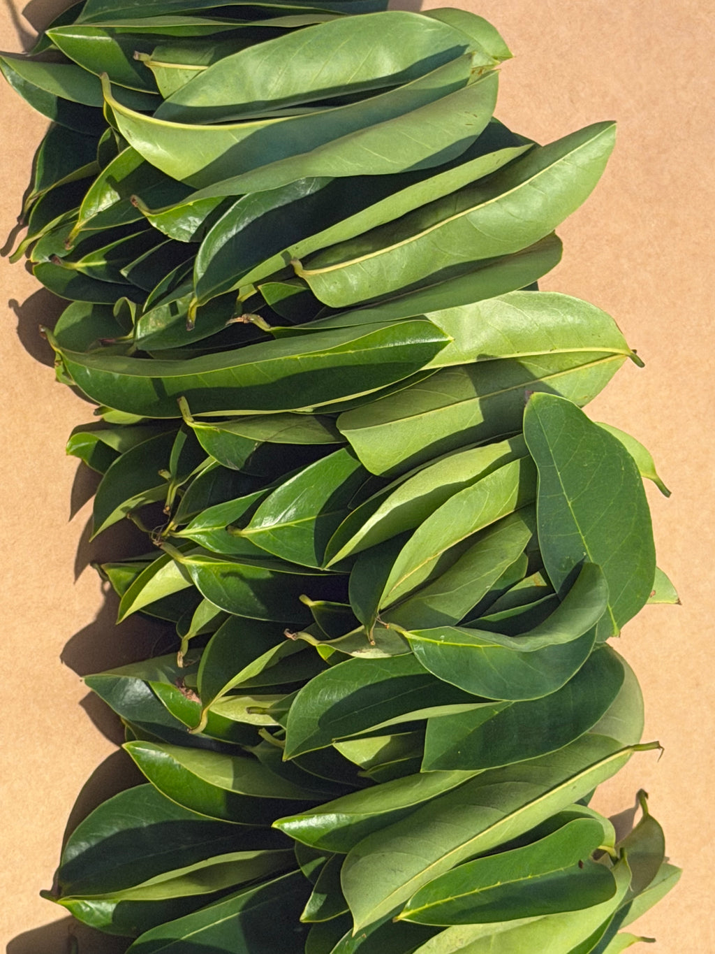 Organic Soursop Leaves (120) Fresh Clean In Pristine Conditions