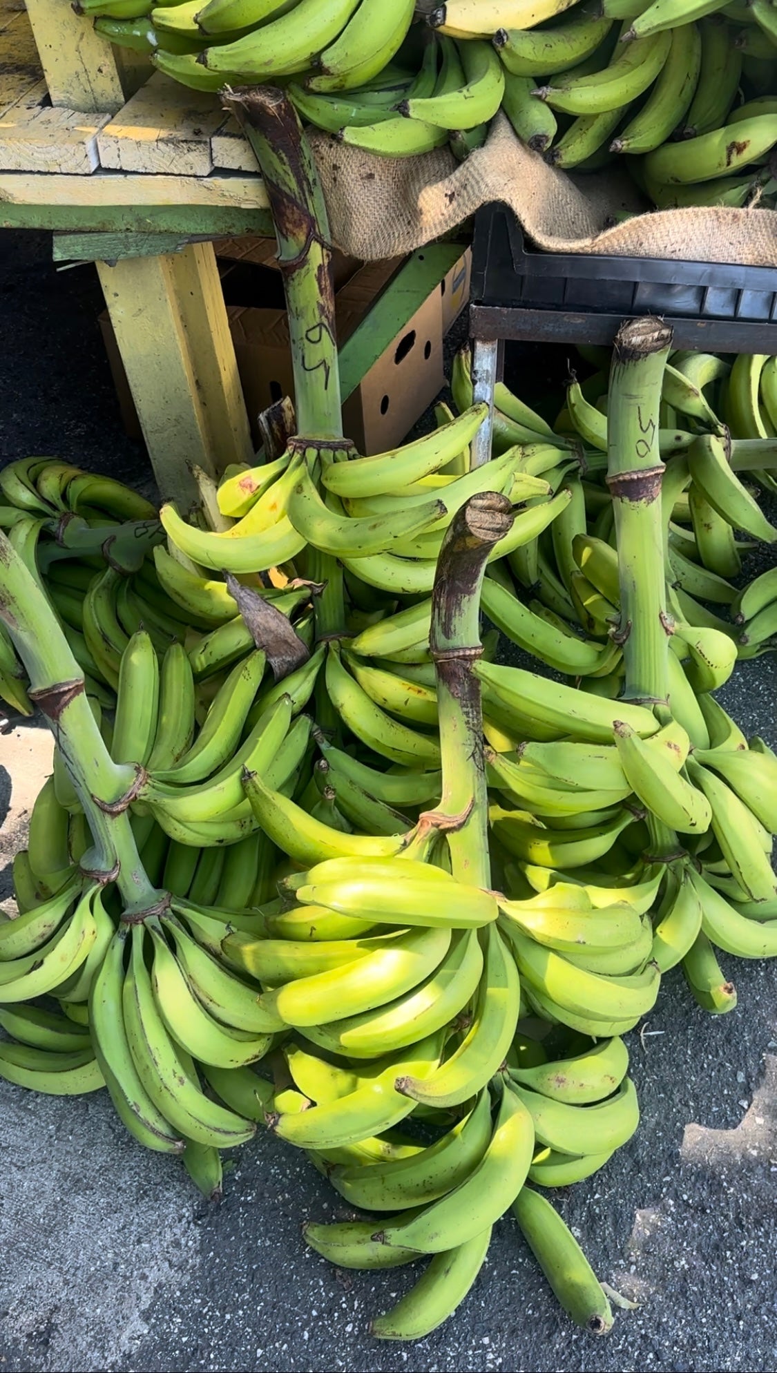 12 Lbs Green Plantain Organic Macho Variety