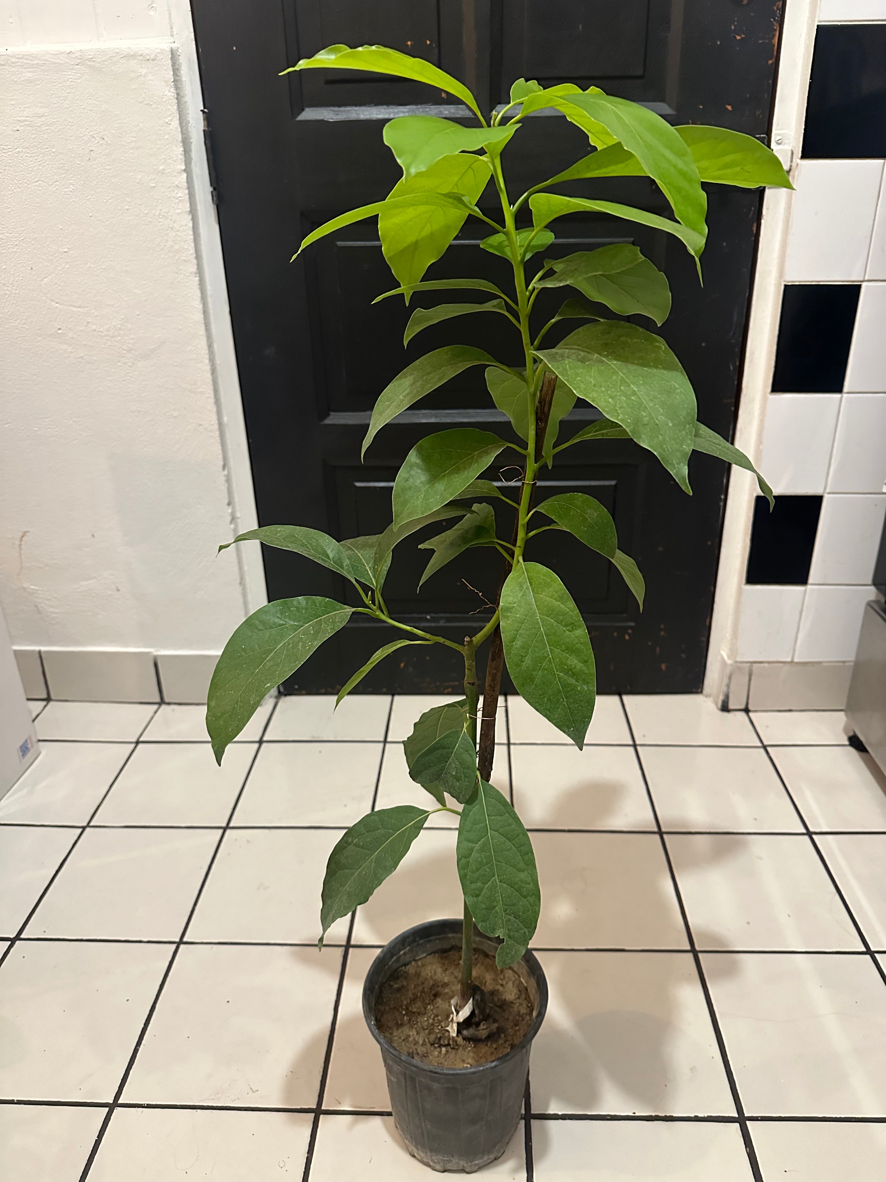 Avocado Tree 2 to 3 Feet Tall Organic Wilson Popenoe Variety Grafted Healthy Plants This Selection Produces The Largest Fruit Fast