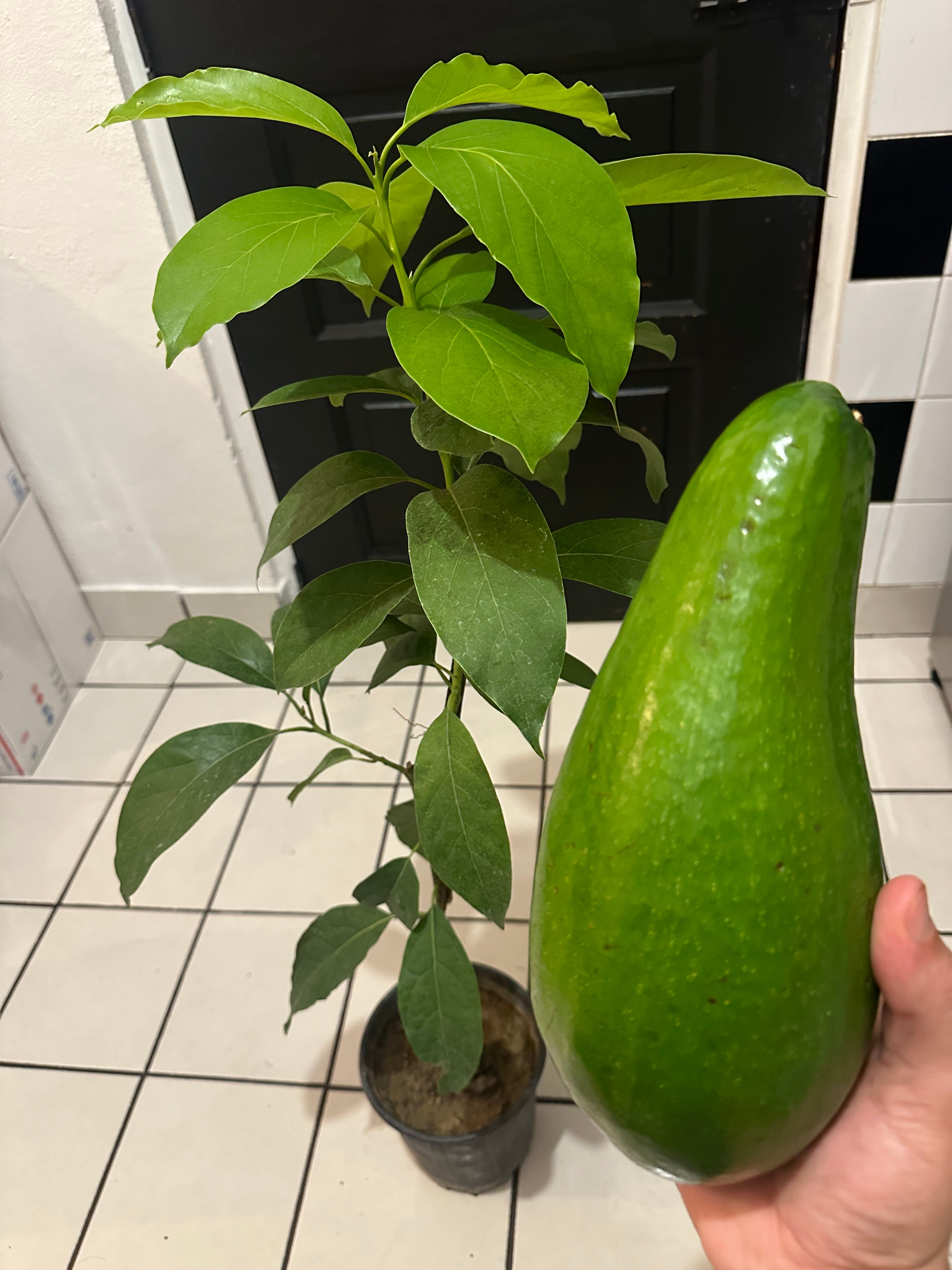 Avocado Tree 2 to 3 Feet Tall Organic Wilson Popenoe Variety Grafted Healthy Plants This Selection Produces The Largest Fruit Fast
