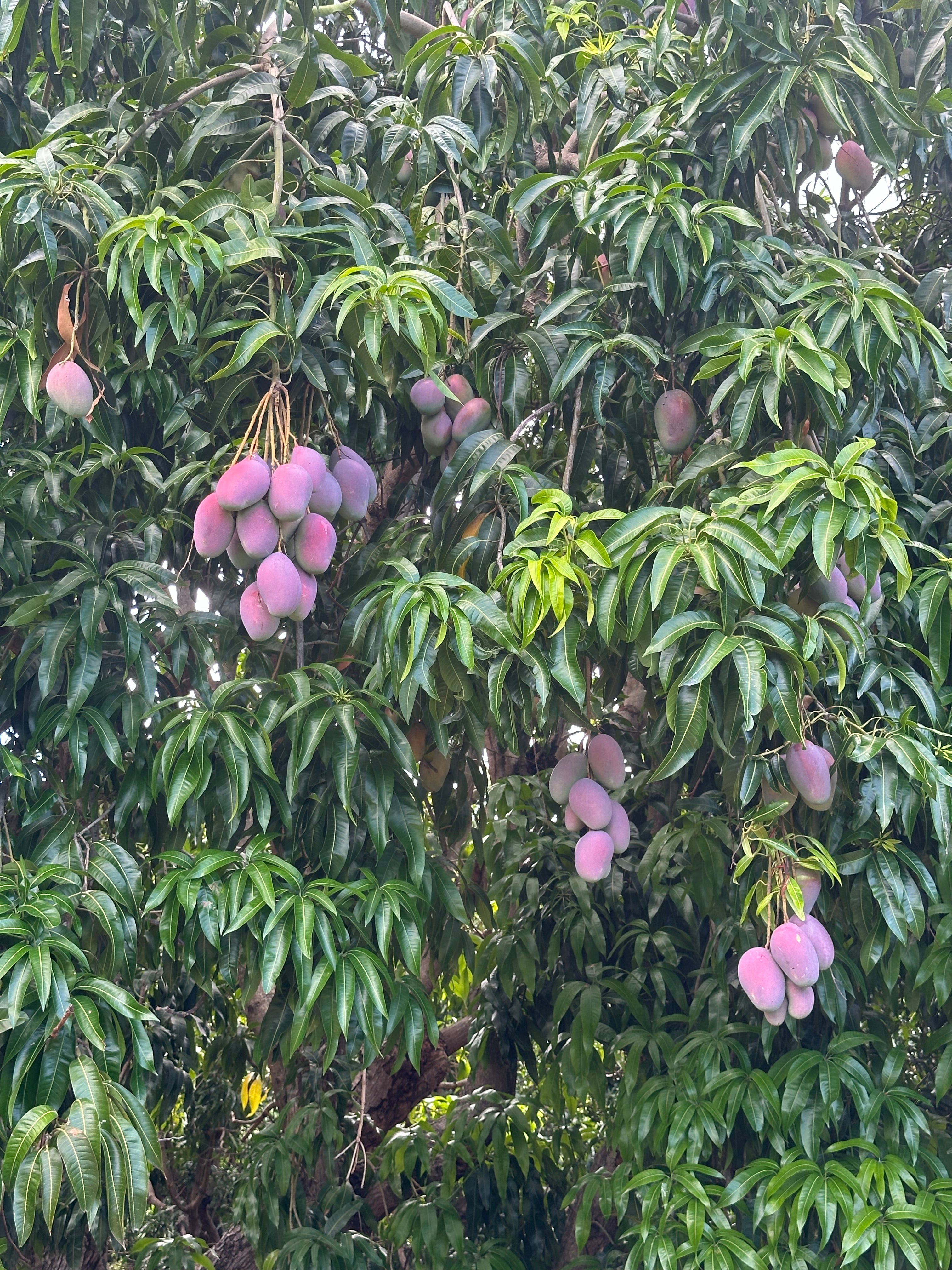 Mango Grafted Tree Palmer Variety 2 to 3 Feet Tall Organic Healthy Plants This Selection Produces The Largest Purple Fruit Fast