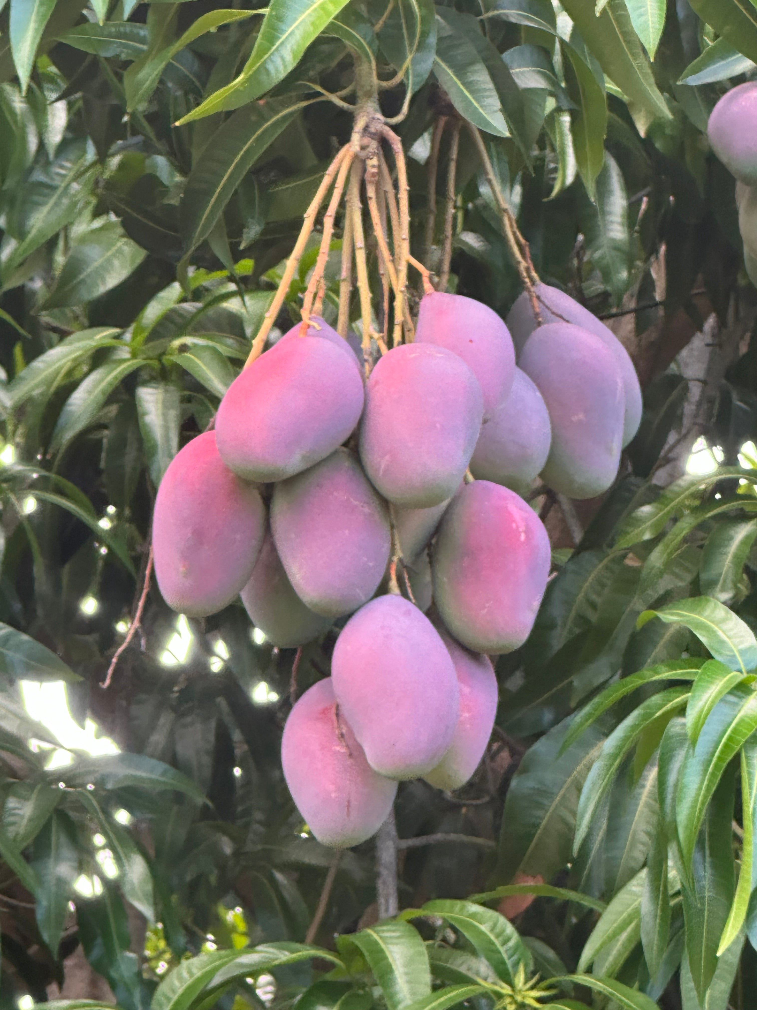 Mango Grafted Tree Palmer Variety 2 to 3 Feet Tall Organic Healthy Plants This Selection Produces The Largest Purple Fruit Fast