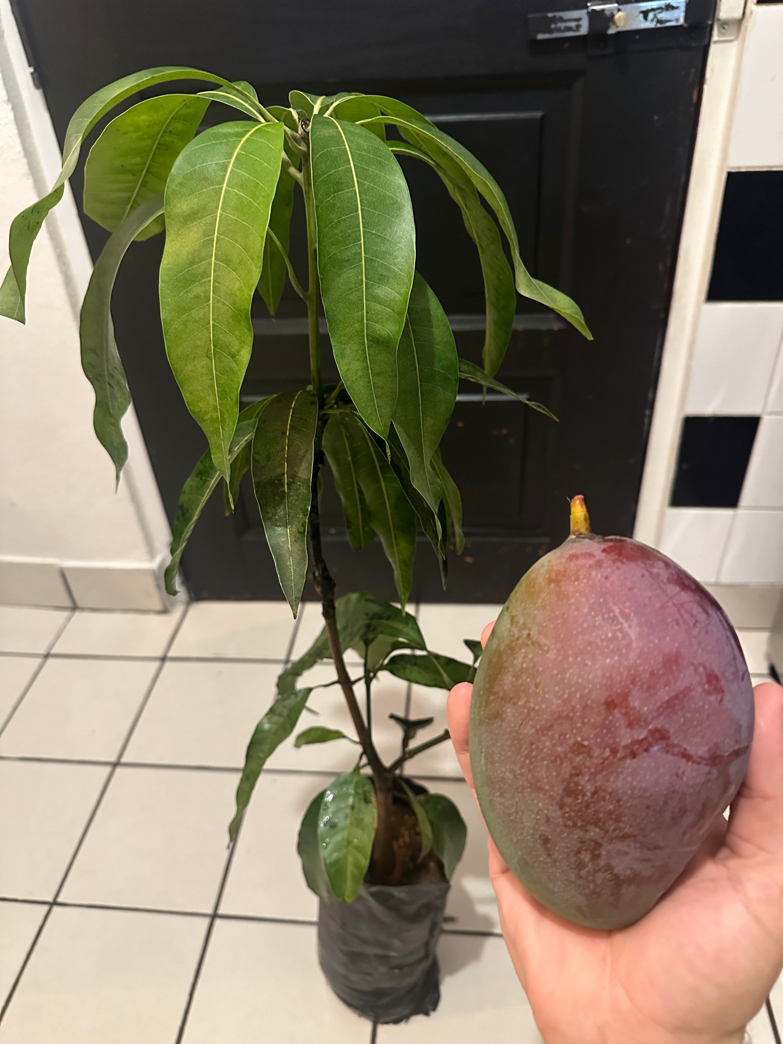 Mango Grafted Tree Palmer Variety 2 to 3 Feet Tall Organic Healthy Plants This Selection Produces The Largest Purple Fruit Fast