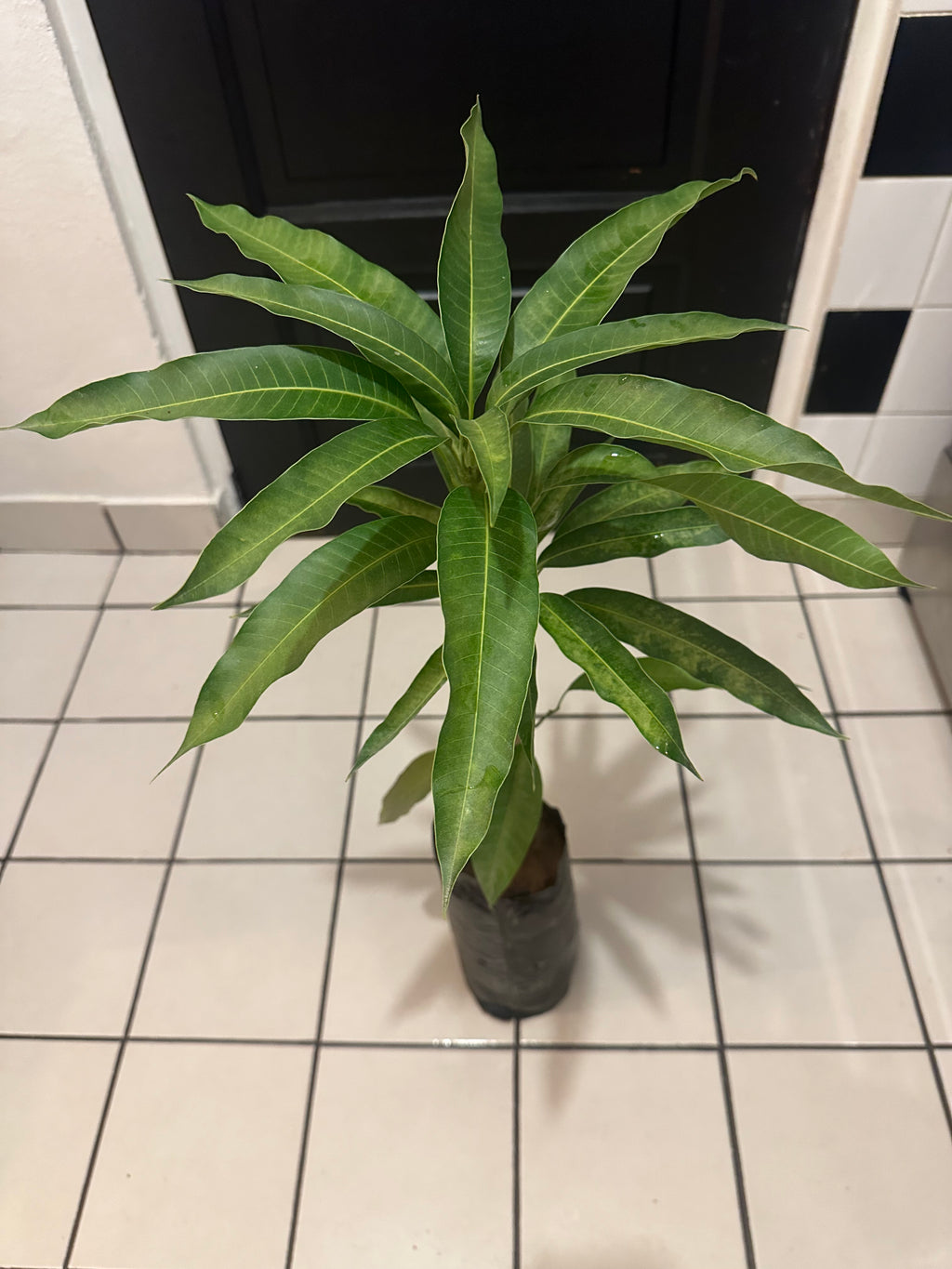 Mango Grafted Tree Irwin Variety 2 to 3 Feet Tall Organic Healthy Plants This Selection Produces The Best Red Fruit Fast