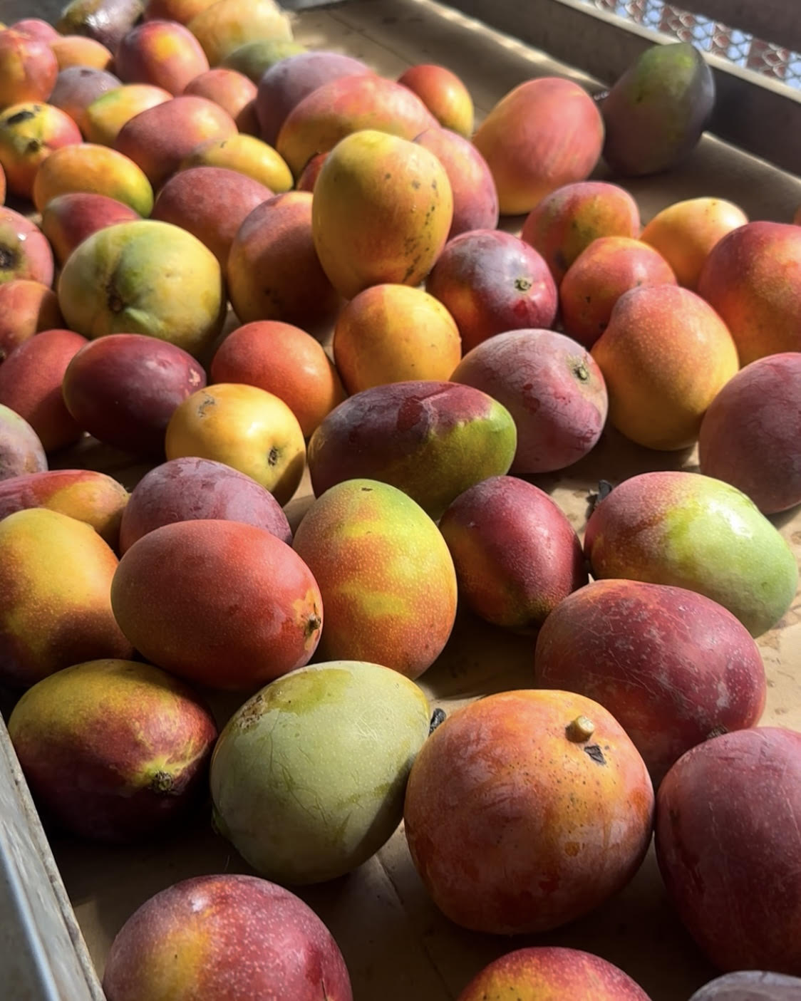 3 Lbs Organic Mango Fruit Fresh Large Bright Red And Green Fruits